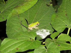 Hyla avivoca