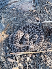 Sistrurus miliarius barbouri