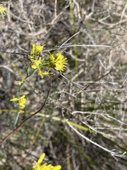 Glischrocaryon behrii