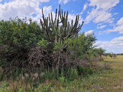 Cereus stenogonus