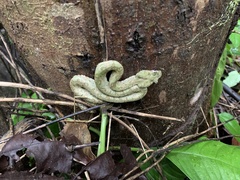 Bothriechis schlegelii