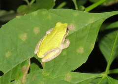 Hyla avivoca