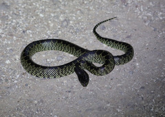 Lampropeltis splendida