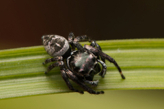 Euryattus bleekeri