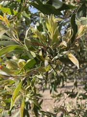 Austropuccinia psidii