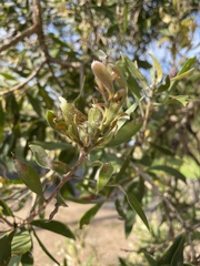 Austropuccinia psidii