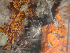 Polycera hedgpethi