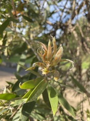 Austropuccinia psidii