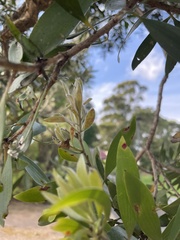 Austropuccinia psidii