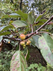 Malus hupehensis