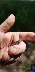 Christinus marmoratus