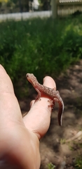Christinus marmoratus