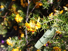 Dillwynia sieberi