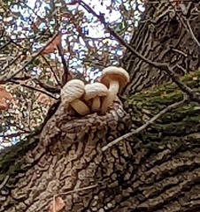 Hypsizygus
