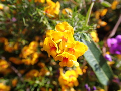Dillwynia sieberi