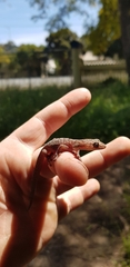 Christinus marmoratus