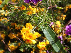 Dillwynia sieberi
