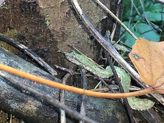 Bothriechis schlegelii