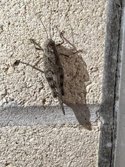 Spharagemon cristatum