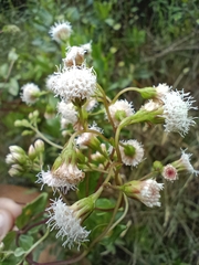 Ageratina