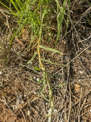 Cenchrus clandestinus