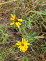 Helianthinae