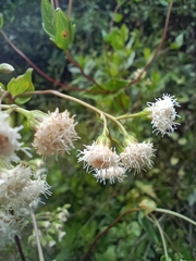Ageratina