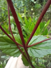 Ageratina