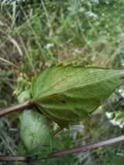 Ageratina