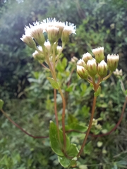Ageratina