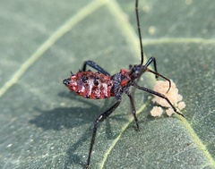 Rhynocoris ventralis