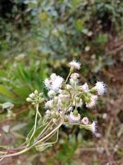 Ageratina
