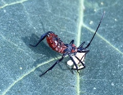 Rhynocoris ventralis