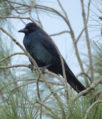 Corvus imparatus