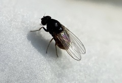Drosophilidae