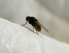 Drosophilidae