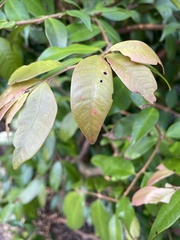 Austropuccinia psidii