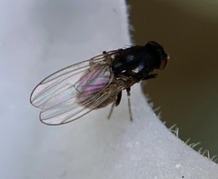 Drosophilidae