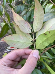 Austropuccinia psidii