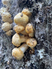Pholiota aurivella