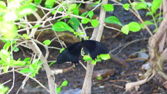 Heraclides rogeri pharnaces
