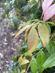 Austropuccinia psidii