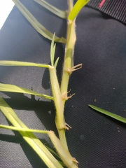 Cenchrus clandestinus