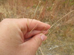 Aristida ramosissima