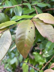 Austropuccinia psidii