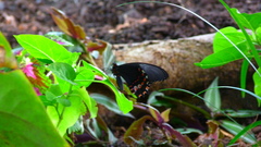 Heraclides rogeri pharnaces