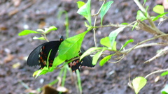 Heraclides rogeri pharnaces