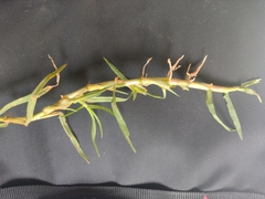 Cenchrus clandestinus