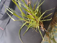 Cenchrus clandestinus