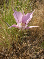 Calochortus macrocarpus